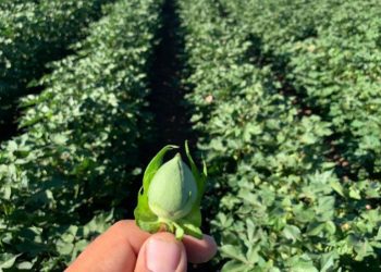 Contrabando, pérdida de competitividad y de empleos golpean a la industria algodonera y textil