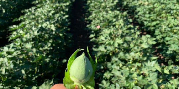 Contrabando, pérdida de competitividad y de empleos golpean a la industria algodonera y textil