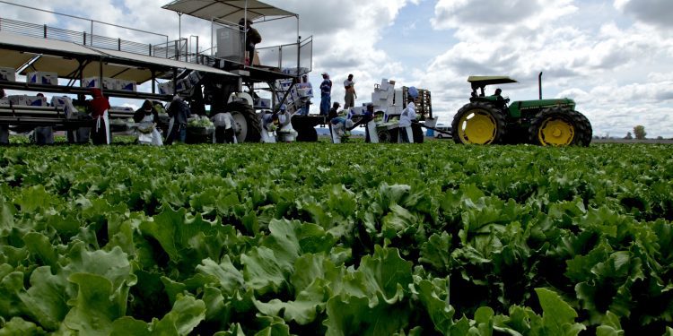 Actividad económica estatal: sector primario impulsa la economía regional