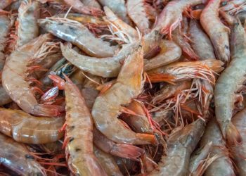 Veda de camarón se extenderá a todo del Golfo de México