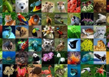 Conservación de la Biodiversidad: Las áreas naturales protegidas. Webinar I 24 de mayo