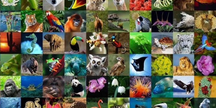 Conservación de la Biodiversidad: Las áreas naturales protegidas. Webinar I 24 de mayo