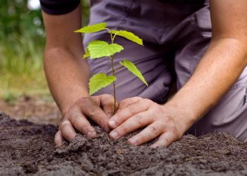 New Ventures con apoyo de Bayer México lanza Siembra