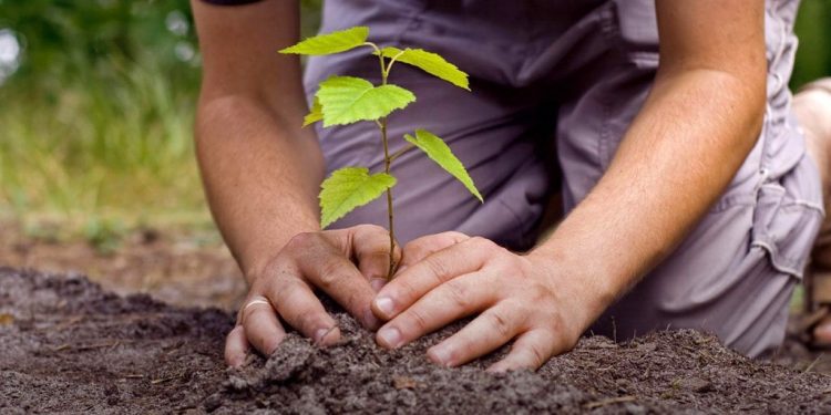 New Ventures con apoyo de Bayer México lanza Siembra