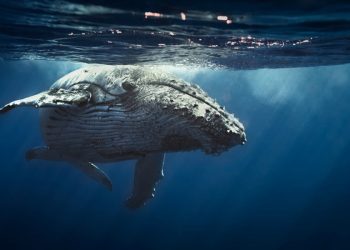 Convocatoria: Especialista en turismo sostenible