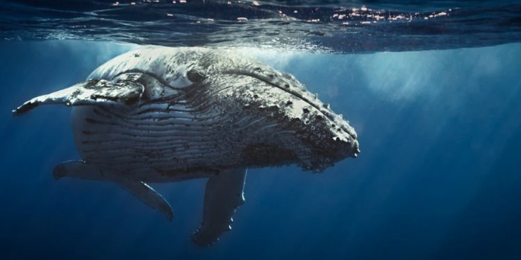 Convocatoria: Especialista en turismo sostenible