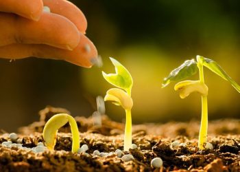 5 acciones para restaurar los ecosistemas