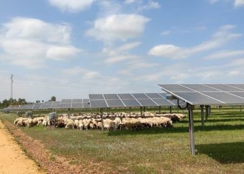 Pastoreo solar, una solución sustentable para plantas fotovoltaicas