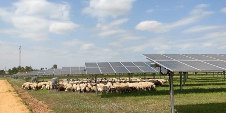 Pastoreo solar, una solución sustentable para plantas fotovoltaicas