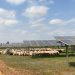 Pastoreo solar, una solución sustentable para plantas fotovoltaicas