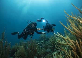 Temperaturas de 29 y 30% constantes en arrecifes de Yucatán