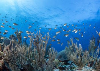 Arrecifes de Yucatán bajo amenaza del pez león y mortandad de corales
