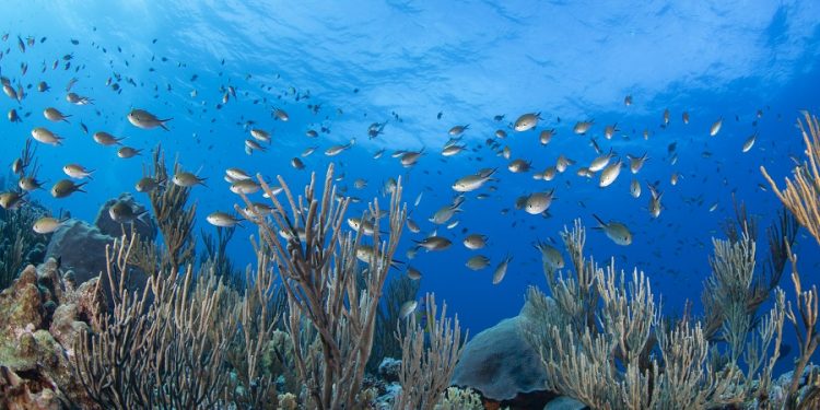 Arrecifes de Yucatán bajo amenaza del pez león y mortandad de corales