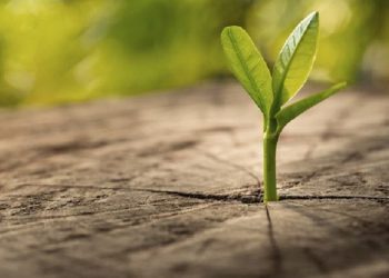 Cuatro preguntas para planear e  impulsar la descarbonización de las empresas