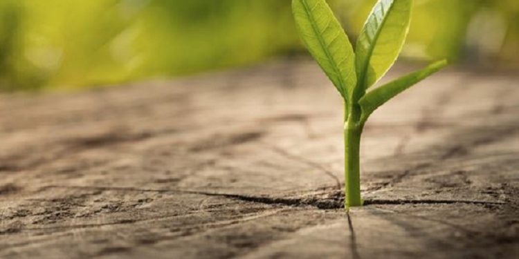 Cuatro preguntas para planear e  impulsar la descarbonización de las empresas