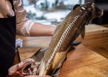 Bacalao noruego, el “oro blanco” de los vikingos