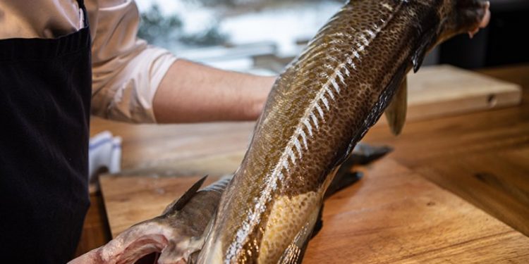 Bacalao noruego, el “oro blanco” de los vikingos