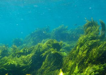 Viridos y  ExxonMobil desarrollarán biocombustibles de algas a gran escala