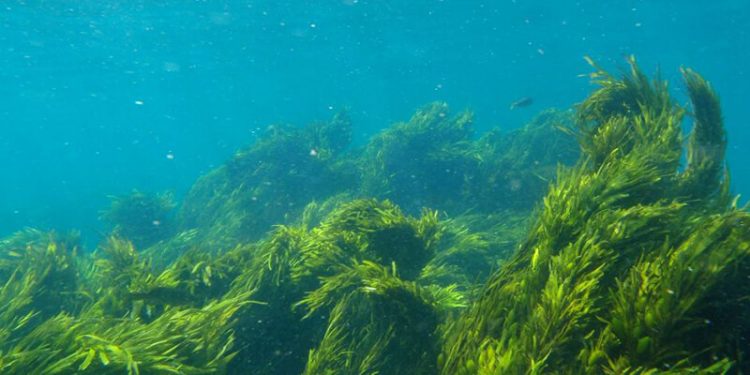 Viridos y  ExxonMobil desarrollarán biocombustibles de algas a gran escala