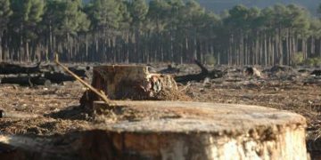 México se suma a las declaratorias de Bosques y Uso de Tierra y una Economía Oceánica Sostenible en la COP26