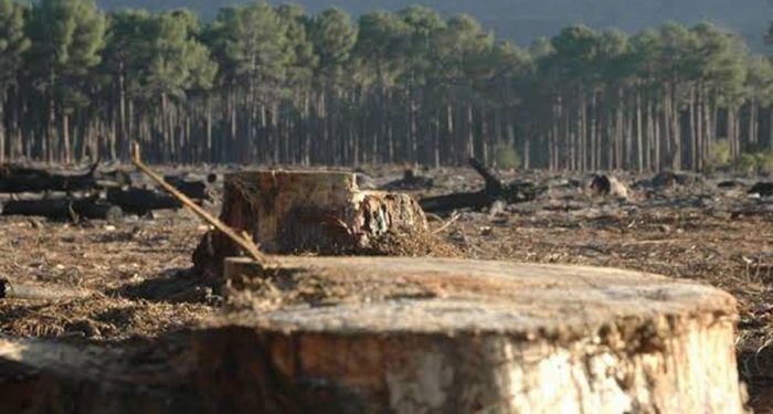 México se suma a las declaratorias de Bosques y Uso de Tierra y una Economía Oceánica Sostenible en la COP26