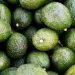 Estados Unidos autoriza importación de aguacate Hass de Jalisco