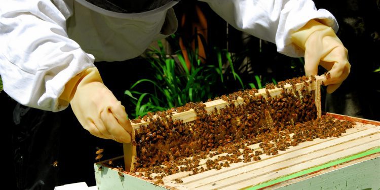  BID Invest financia apicultura en Yucatán