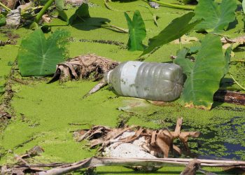 Balance de los humedales en México y la importancia del cuidado agua