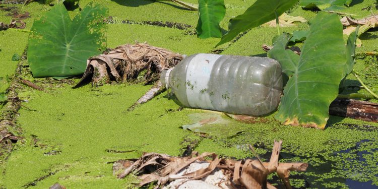 Balance de los humedales en México y la importancia del cuidado agua