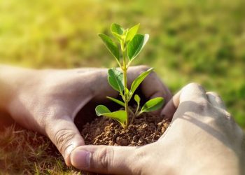 Empleos y Emprendimientos Verdes, factores de innovación y desarrollo económico