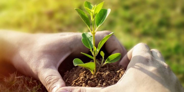 Empleos y Emprendimientos Verdes, factores de innovación y desarrollo económico