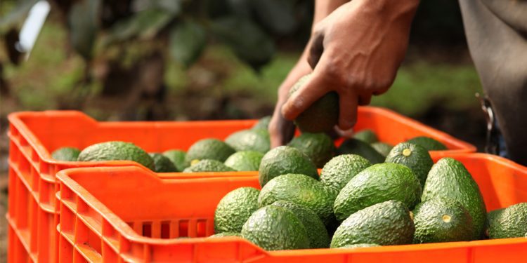 Suspensión de importaciones de aguacate costaría 7.7 mdd diarios