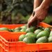 Suspensión de importaciones de aguacate costaría 7.7 mdd diarios