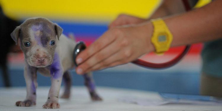 ¿Cuáles son las pruebas médicas que necesita tu mascota?