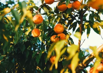 El arte de no desperdiciar alimentos, ProducePay una solución responsable