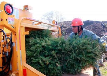 Walmart recibirá árboles naturales de Navidad para reciclaje en 35 tiendas de CDMX
