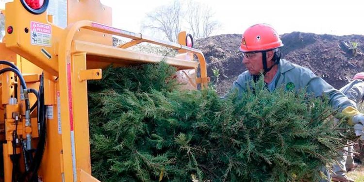 Walmart recibirá árboles naturales de Navidad para reciclaje en 35 tiendas de CDMX