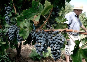 BID apoya la sostenibilidad de las pymes vitivinícolas argentinas