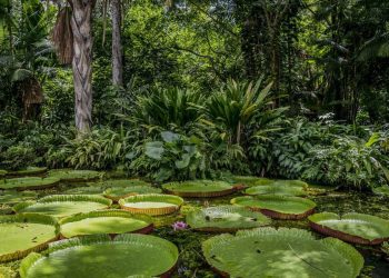BID, BNDES y bancos de desarrollo lanzan Coalición Verde para la Amazonía