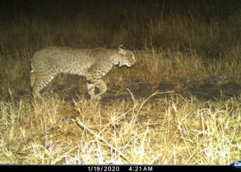 Programa Ambiental en Parque Eólico de ENGIE: aumentan jaguares y ocelotes en la región de Tres Mesas en Tamaulipas