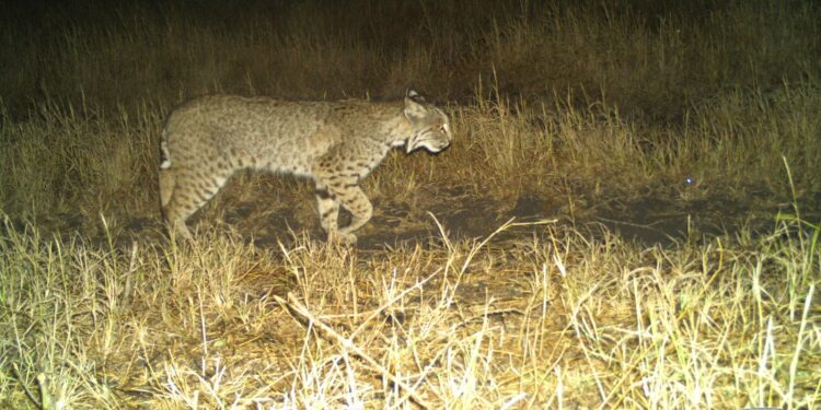 Programa Ambiental en Parque Eólico de ENGIE: aumentan jaguares y ocelotes en la región de Tres Mesas en Tamaulipas