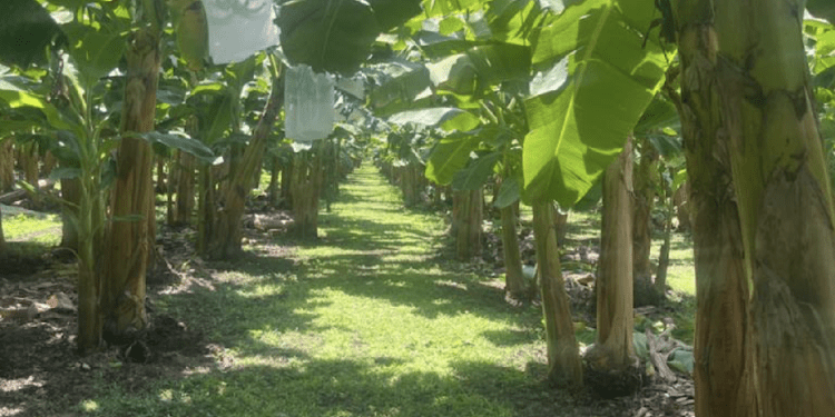 #PorNuestroCampo pide blindar el campo contra el cambio climático y la inseguridad
