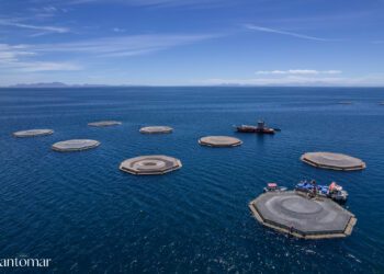 Santomar apuesta por la acuacultura regenerativa de Totoaba