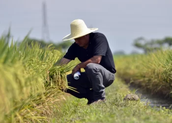 El clima crea perturbaciones en los mercados mundiales del arroz