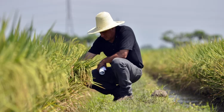 El clima crea perturbaciones en los mercados mundiales del arroz