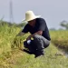 El clima crea perturbaciones en los mercados mundiales del arroz