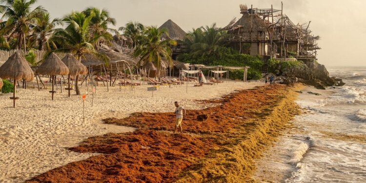 BID Lab busca soluciones innovadoras para mitigar el impacto del sargazo I Convocatoria