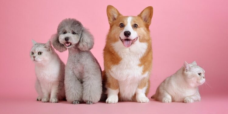 Crece 250% venta de alimento para mascotas por internet; suplementos nuevo segmento en el mercado