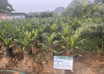 BID Invest financia proyectos de aceite de palma en México