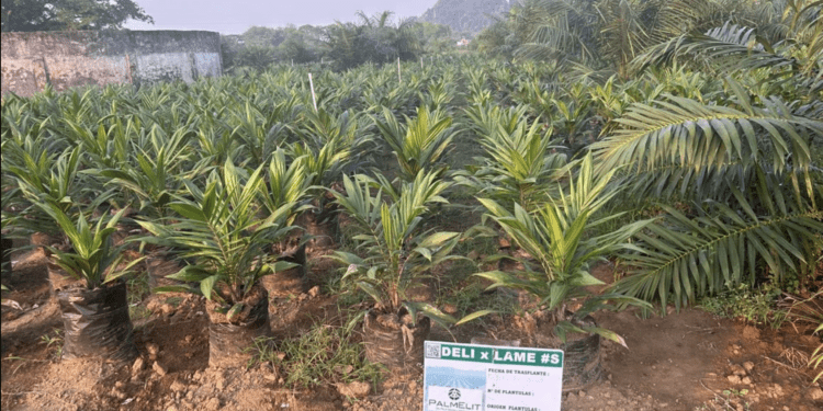 BID Invest financia proyectos de aceite de palma en México